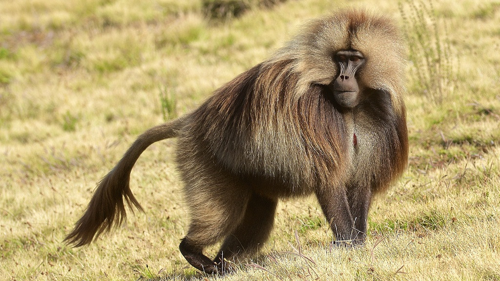 Tuy có ngoại hình tương tự như khỉ đầu chó nhưng loài khỉ này lại không thực sự là khỉ đầu chó mà thuộc chi Theropithecus, loài sống cuối cùng của khỉ ăn cỏ cổ đại.
