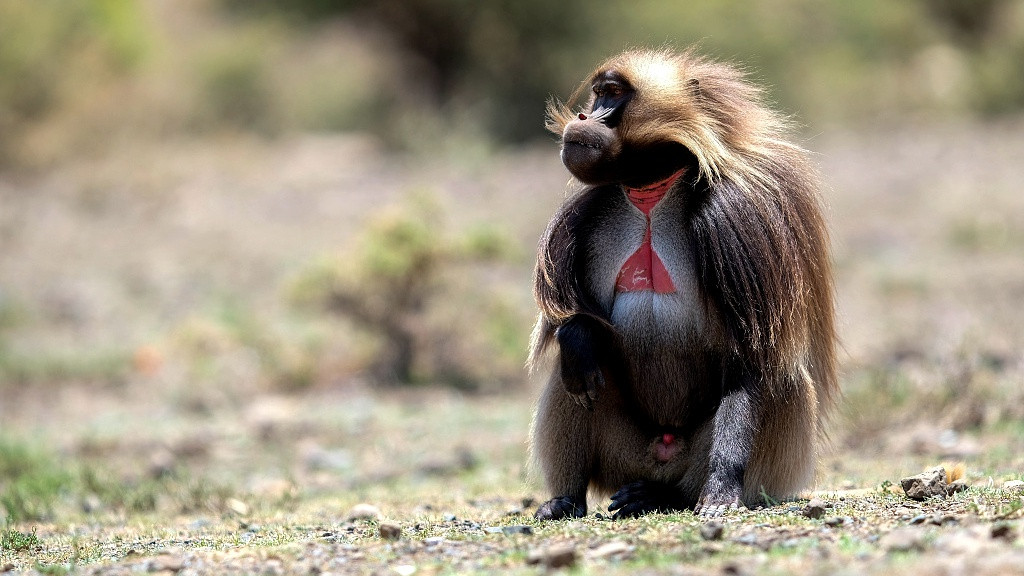 Trên cao nguyên rộng lớn ở Ethiopia, bạn luôn có cơ hội nhìn thấy những nhóm linh trưởng có ngoại hình vô cùng kỳ lạ. Loài linh trưởng này có ngoại hình giống như loài khỉ đầu chó, thế nhưng khi nhìn kỹ hơn, ngực của chúng có một mảng đỏ tươi, giống như một bông hoa đang nở, hoặc như một số người nói, giống như một trái tim luôn rỉ máu.