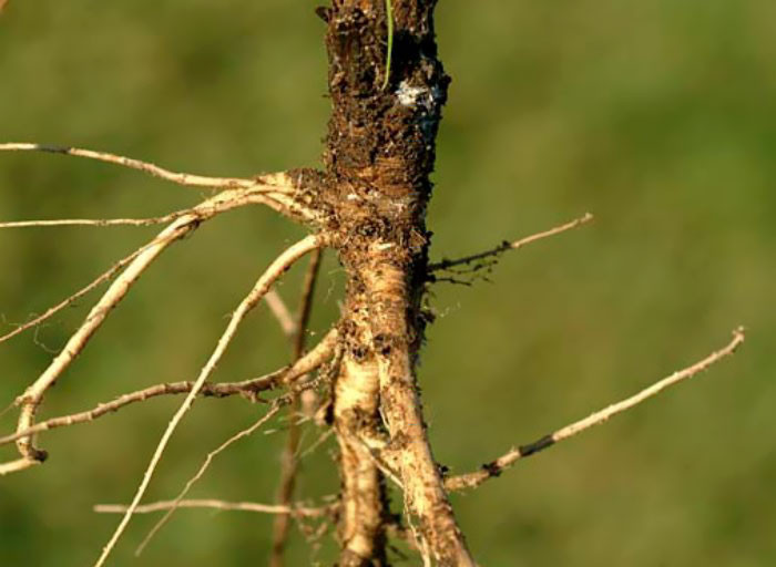  Cà rốt dại ban đầu là những cây có rễ nhỏ màu trắng hoặc màu ngà, ăn được, có vị hơi ngọt, khá cứng.