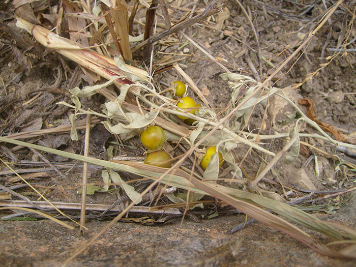 Cà chua dại thời xưa có kích thước rất nhỏ, mọc hoang, có thể ăn được nhưng rất ít người trồng chúng để ăn.