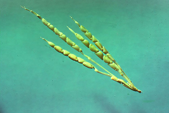 Ngô có lẽ là ví dụ điển hình nhất cho thành tựu tuyệt vời của công nghệ nhân giống chọc lọc. Được con người lần đầu tiên biết đến vào năm 7000 trước Công nguyên, ngô từ đó liên tục được trồng, nhân giống và chọn lọc.