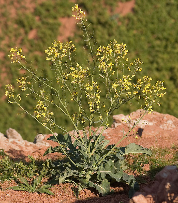 Brassica oleracea được coi là ông tổ của các loại rau như bắp cải, bông cải xanh, súp lơ, cải xoăn. Có khả năng chịu mặn và vôi cao, vị khá chát, ít ngọt.