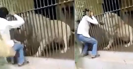 Sư tử nổi điên tấn công người chăm sóc, suýt "ăn tươi" cánh tay Su tu noi dien tan cong nguoi cham soc, suyt