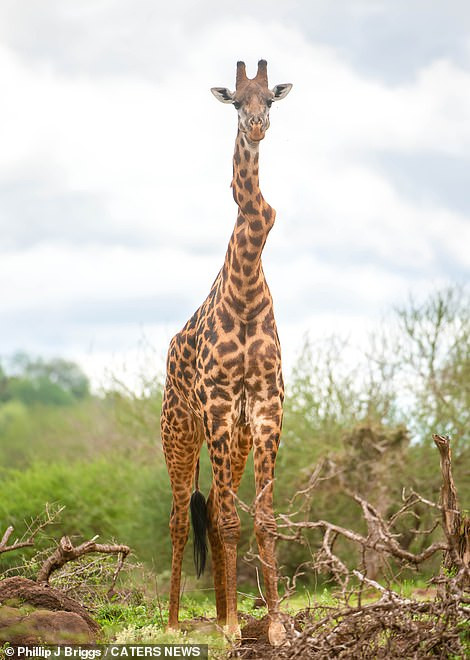 Ky quac huou cao co gay co van song nhon nho-Hinh-3