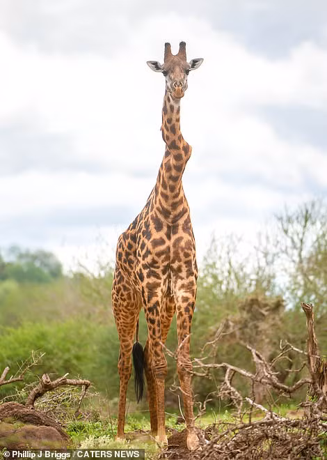 Ky quac huou cao co gay co van song nhon nho-Hinh-3