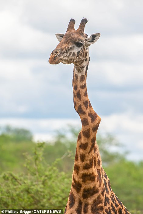 Ky quac huou cao co gay co van song nhon nho-Hinh-2