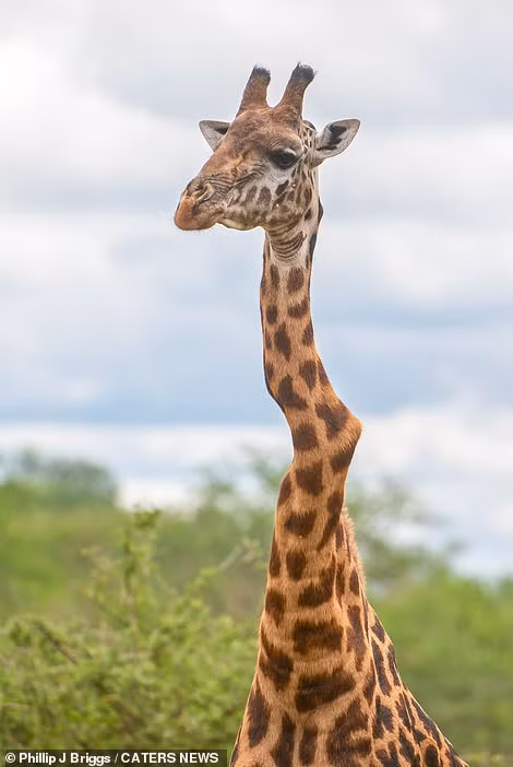 Ky quac huou cao co gay co van song nhon nho-Hinh-2