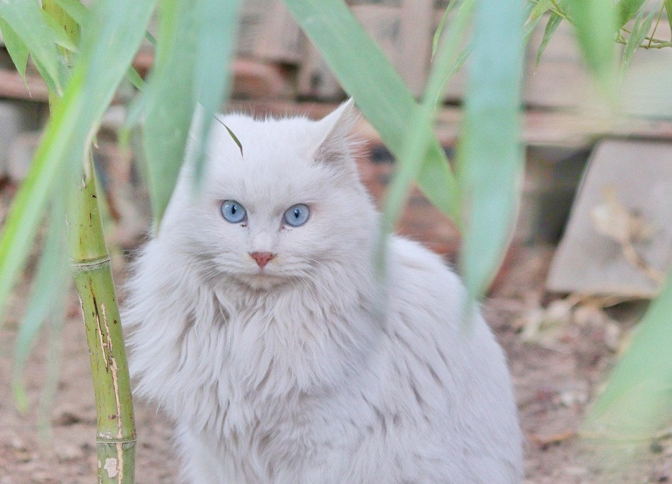 Tuy nhiên, mèo trong cố cung Tử Cấm Thành cũng không phải dễ dàng mà gặp được.