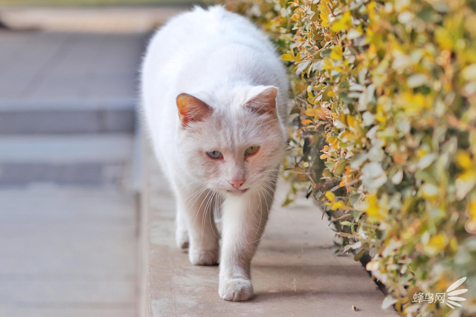 Khoảnh khắc bước đi đầy thong dong, lộ ra khí chất vương giả của một con mèo ở cố cung Tử Cấm Thành.