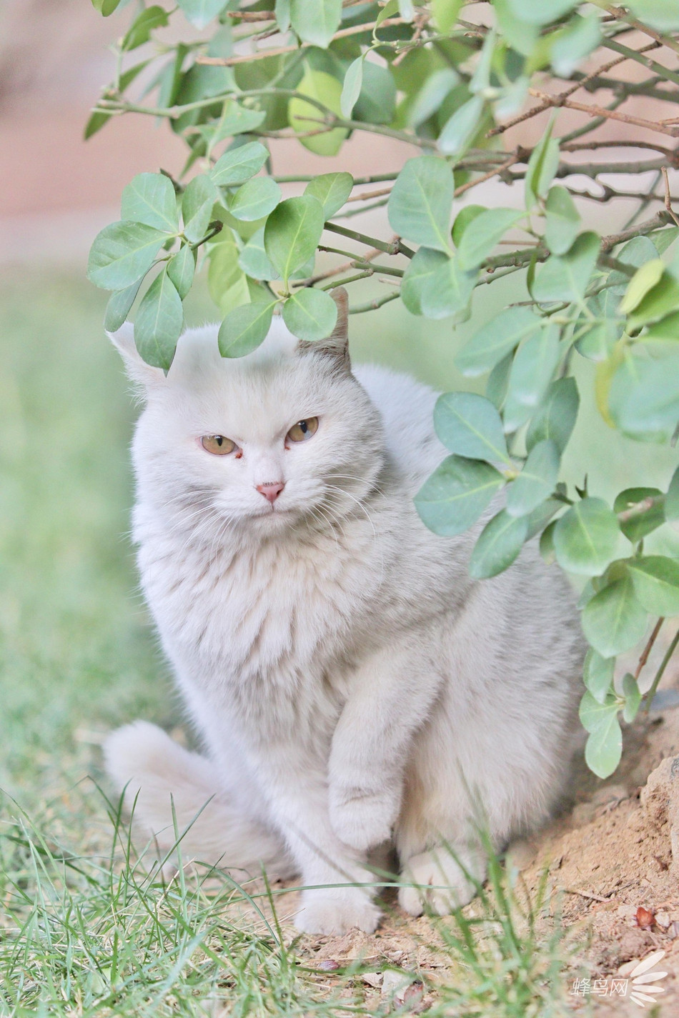 Có lẽ sống lâu chốn thâm cung, những con mèo nơi đây cũng chịu ảnh hưởng sự uy nghiêm.