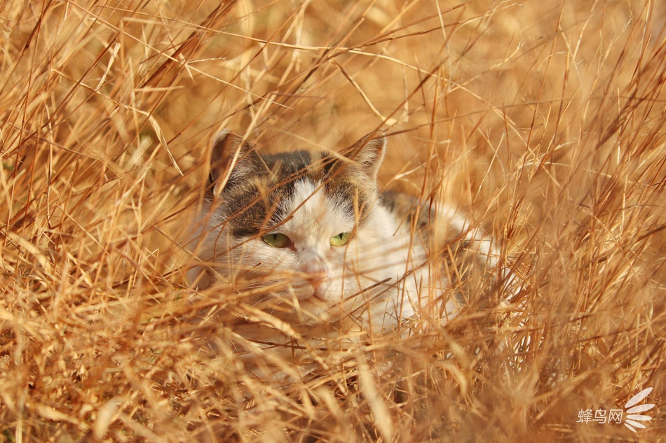 Đáng nói, mèo trong Tử Cấm Thành thực sự là những kẻ tai to mặt lớn, chúng không thích bị làm phiền, rất khó để chụp được ảnh mèo trong cố cung.