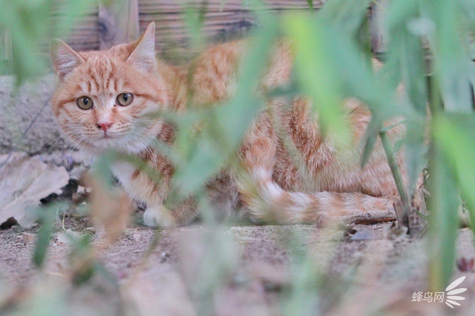 Dù ở trong bất cứ hoàn cảnh nào, góc độ nào, chúng cũng để lộ ra thần thái quý tộc của mình.