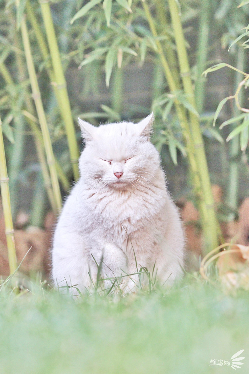 Ngay cả khi nhắm mắt, mèo ở cố cung cũng khiến người ta có cảm giác không dễ dàng thân cận.