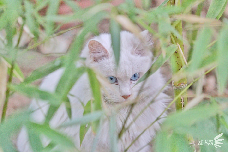 Ở một góc độ khác, mèo trắng vẫn để lộ ra thần thái không dễ trêu vào của mình.