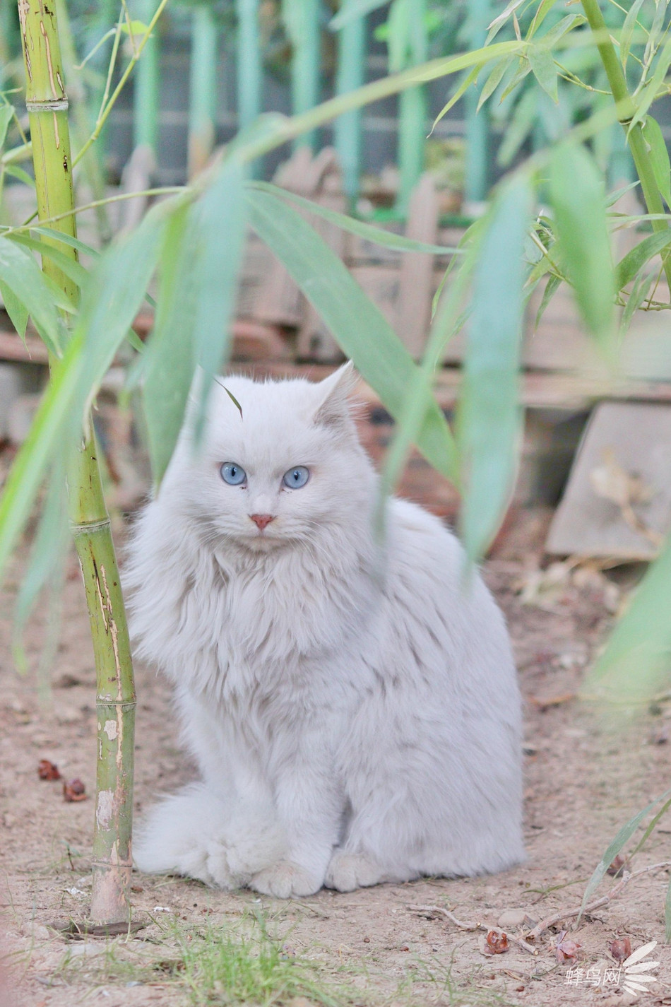 Phát hiện ra nhiếp ảnh gia, mèo trắng không hề mất bình tĩnh hay hoang mang, sợ sệt. Nó nhìn thẳng vào ống kính, giống như đang cảnh cáo nhiếp ảnh gia đừng làm gì quá phận.