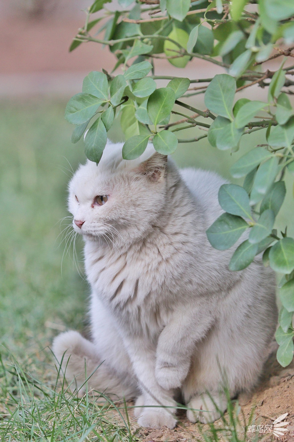 Giơ tay nhấc chân cũng khiến người ta cảm nhận được sự quý tộc.