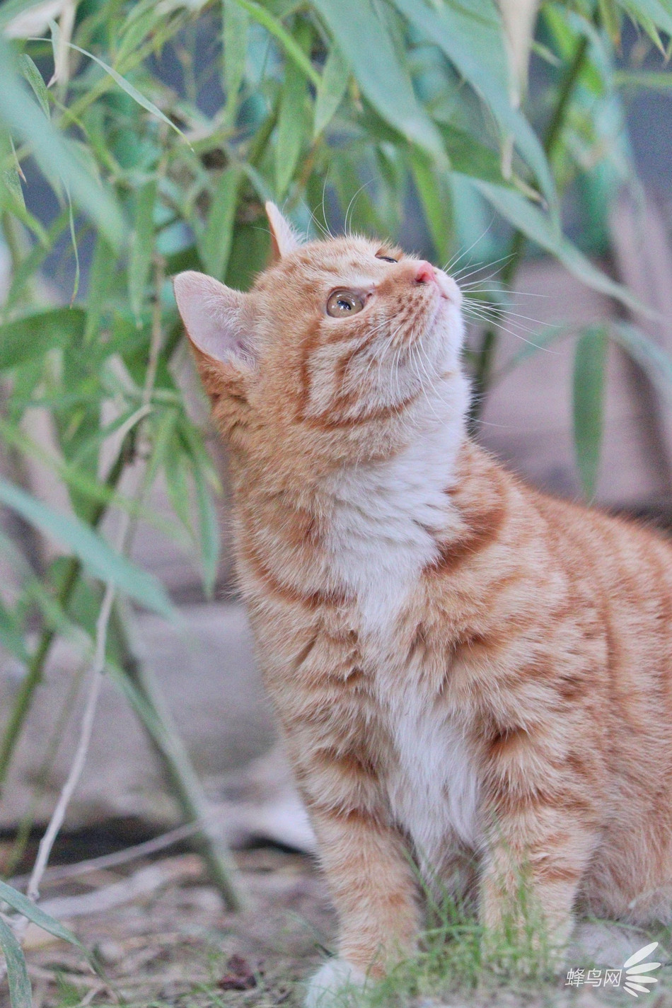 Tựa như sống trong chốn thâm cung, đài các đã lâu, những con mèo nơi này thực sự có khí chất lãnh đạm cực kỳ vương giả.