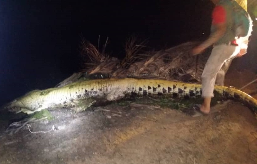 Mo bung ca sau khong lo, phat hien su that 