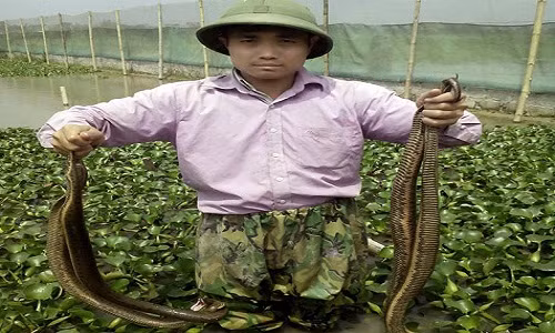 Theo anh Tĩnh, nuôi rắn sinh sản mang lại lợi nhuận cao hơn rất nhiều so với nuôi gà, vịt.