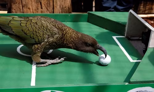 Vẹt “tiên tri” Newton dự đoán Uruguay sẽ thua Pháp trong trận đấu tối nay.