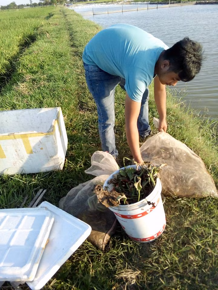 Khách hàng ra tận đồng thu mua rắn giống.