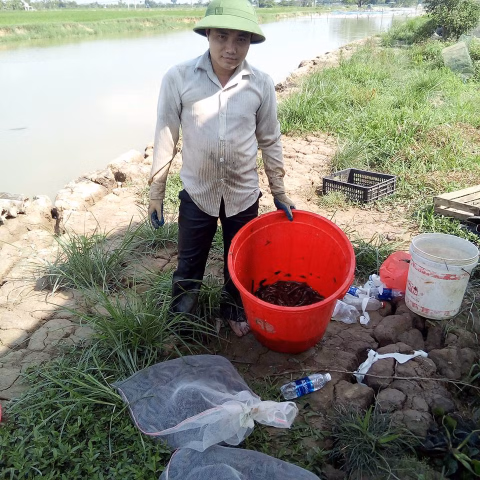 Mùa mưa, rắn bắt đầu sinh sản. Với hơn 300 con rắn đẻ, mỗi năm anh Tĩnh cũng thu được khoản thu nhập lớn.