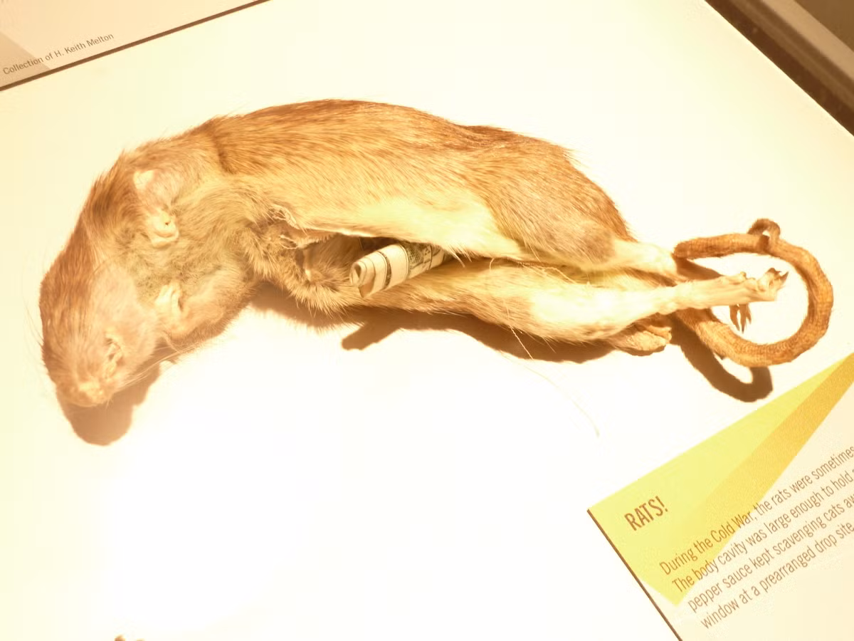 Tuy nhiên, kế hoạch này của Anh đã không thành công như dự định. Nguyên do là vì phát xít Đức đã chặn chiếc container chứa bom chuột của Anh trước khi chúng được sử dụng.