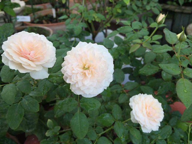 Để hồng sai hoa, khỏe mạnh, nên trồng cây ở vị trí có đủ ánh nắng, thông thoáng.