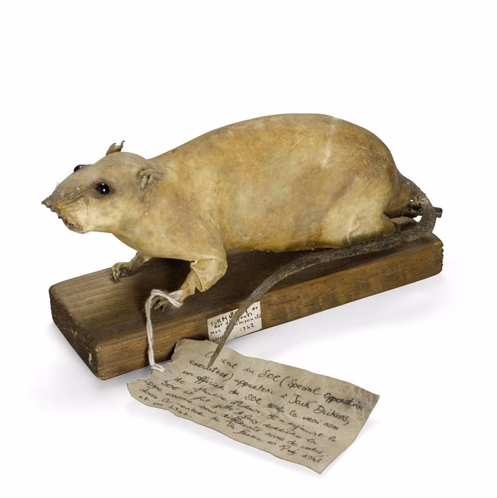 Mục tiêu của Anh là đặt những con chuột trên vào lẫn trong than đá bên cạnh nồi hơi trên tàu thuyền của Đức quốc xã.