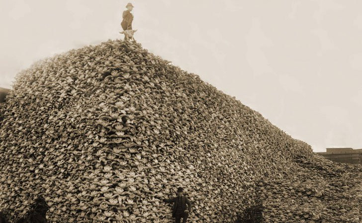 Hình ảnh lịch sử núi xương sọ bò rừng bizon. Vào những năm 1870, bò rừng bizon bị thảm sát trên quy mô lớn. Xương của chúng được nghiền nhỏ và trộn thành phân bón. Cuộc đại thảm sát này đã khiến bò rừng bizon suýt lâm vào cảnh tuyệt chủng.