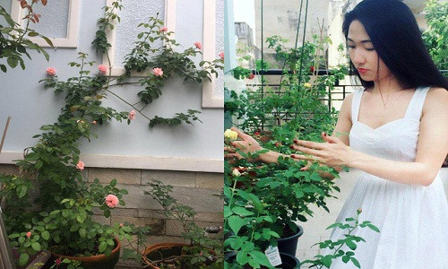 Từ khi chăm hồng, chị cảm thấy yêu đời hơn và thích thú hơn khi ngắm nhìn những bông hồng hé nụ, nở bông từng ngày. Bởi vậy, dù cuộc sống có mệt mỏi đến mấy nhưng khi được ngắm nhìn vườn hoa chị cảm thấy thư giãn , mọi áp lực công việc đều tan biến.