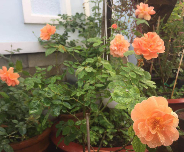 Qua quá trình trồng hồng, chị Thanh đã rút ra được những kinh nghiệm quý báu, chị cho biết: "Trồng hồng quan trọng nhất là khâu làm đất, giá thể trồng hồng bao gồm: đất đỏ, phân chuồng hoại, đá perlite, phân tan chậm, trấu hun, phân cá, đất sạch. Ngoài ra chị còn ủ rác nhà bếp để bón cho cây".