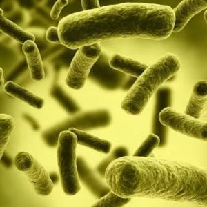 Theo các chuyên gia, chỉ với 1 gram chất độc Botulinum H ở dạng bột chưa pha loãng, hơn 1 triệu người sẽ dễ dàng mất mạng chỉ sau vài phút hít phải.