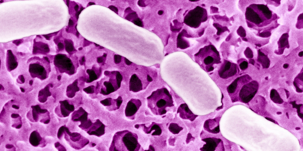 Khi một người hít phải Botulinum H, chất độc này sẽ ngăn chặn sự giải phóng của acetylcholine.