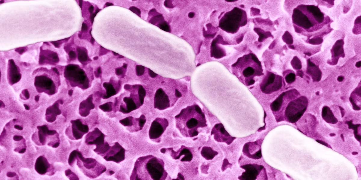 Khi một người hít phải Botulinum H, chất độc này sẽ ngăn chặn sự giải phóng của acetylcholine.