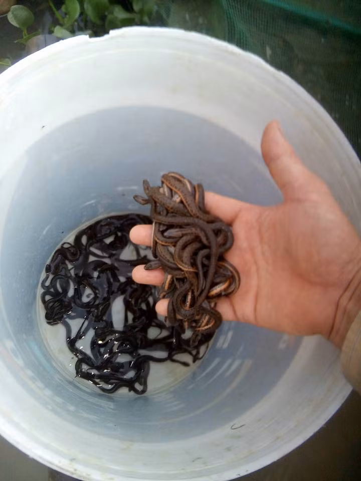 Sau nhiều năm mày mò, anh Tĩnh đã thành công trong việc cho rắn nước sinh sản.