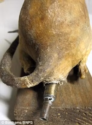 Sau khi tạo ra hàng trăm bom chuột, người Anh đã chuyển chúng lên chiếc container để đến nơi định trước nhằm gây thiệt hại cho quân địch.