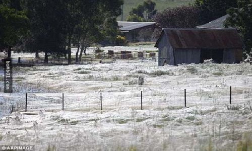 Hiện tượng tóc thiên thần xảy ra khiến mặt đất toàn màu trắng. Ảnh: Kan.world
