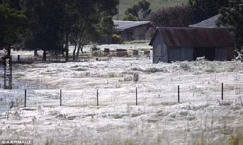 Hiện tượng tóc thiên thần xảy ra khiến mặt đất toàn màu trắng. Ảnh: Kan.world