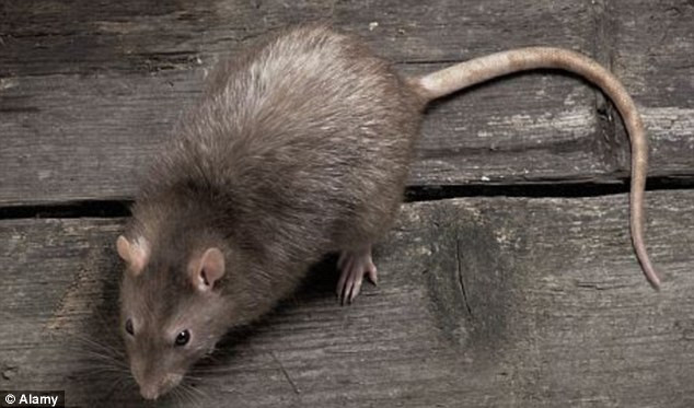 Lính Đức không ngừng tìm kiếm những con chuột chết có thể được trang bị thuốc nổ bên trong nhằm tránh thiệt hại lớn. Vì vậy, loại vũ khí này đã khiến phát xít Đức gặp không ít rắc rối, phiền toái. Mời quý độc giả xem video: Tiếp tục truy tìm tội phạm chiến tranh thời phát xít Đức (nguồn: VTC14)