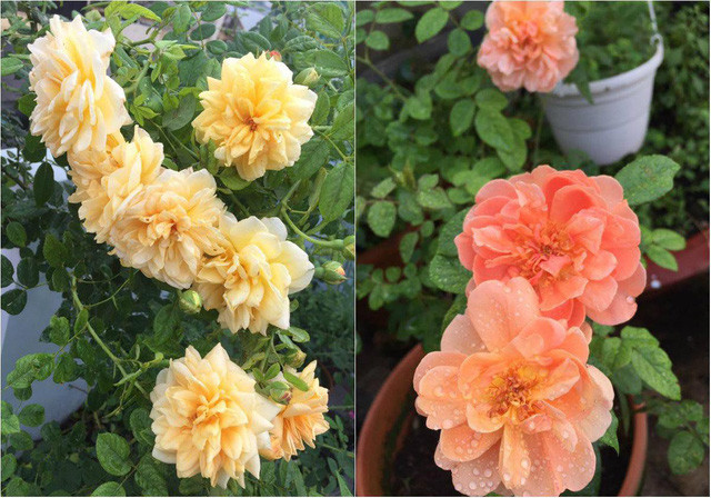 Những chậu hoa rực rỡ khoe sắc nhờ bàn tay chăm sóc tỉ mỉ của chị Đan Thanh.