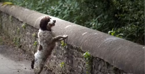 Tại khu vực huyền bí trên, linh hồn có thể tồn tại bên cạnh người sống. Những linh hồn tại cây cầu được cho là đã khiến những con chó khi đi qua cây cầu bỗng nhảy từ trên cao xuống, đập đầu vào các tảng đá phía dưới và chết.