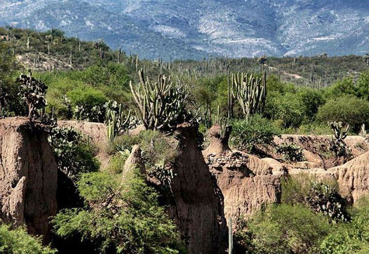 Thung lũng Tehuacán-Cuicatlán, Mexico: Là vùng đất khô cằn hay bán khô cằn thuộc khu vực Trung Mỹ với đa dạng sinh học phong phú nhất khu vực. Khu vực này xương rồng có một số lượng lớn xương rồng mọc, trong đó có một số loại có nguy cơ biến mất trên thế giới. Đây cũng là nơi có hệ thống cung cấp nước hoàn chỉnh, với kênh, giếng, cống dẫn nước và đập lâu đời nhất ở lục địa này.