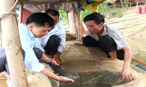 Ông Phạm Văn Nghĩa (bên phải), thôn Hợp Long 2, xã Yên Nguyên có thu nhập trên 70 triệu đồng/năm khi tham gia Tổ hội nghề nghiệp nuôi cá chiên lồng.