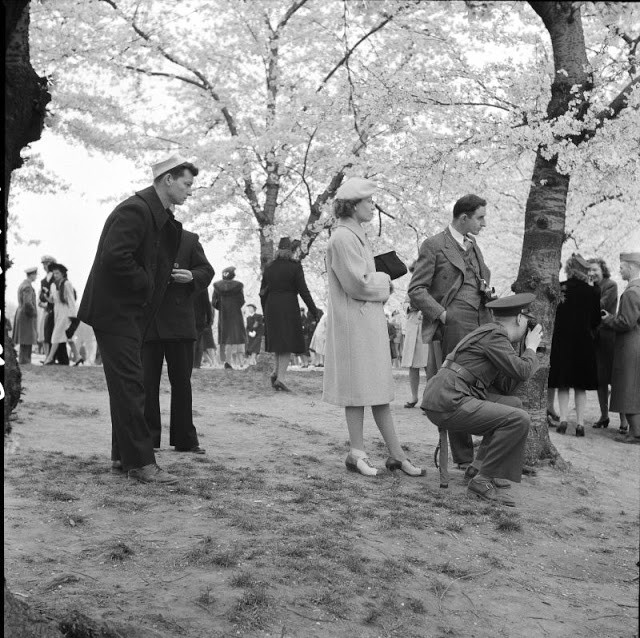 Người lính khom mình chụp ảnh kỷ niệm cho người thân, bạn bè tại khu vực hoa anh đào nở rộ ở Washington DC tháng 4/1943. Mời quý độc giả xem video: Tiếp tục truy tìm tội phạm chiến tranh thời phát xít Đức (nguồn: VTC14)