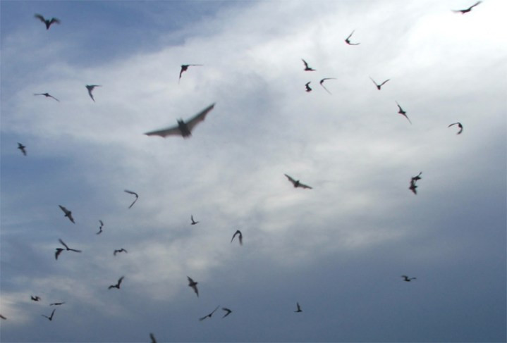 Phải đến ngày 15/12/1943, bom dơi được thử nghiệm tại bãi thử ở bang Utah mới đạt được kết quả như dự định. Chính vì vậy, quân đội Mỹ chính thức công nhận bom dơi vào tháng 12/1943 và dự kiến sử dụng nó trong cuộc chiến với Nhật Bản vào tháng 9/1944.