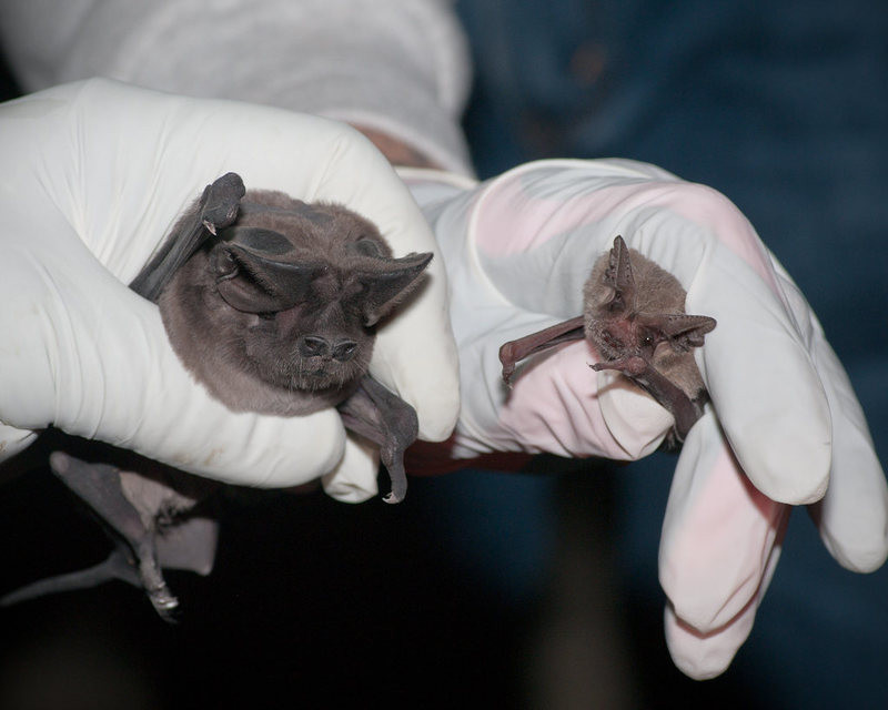 Một trong những ý tưởng phát triển vũ khí kỳ quái nhận được sự quan tâm lớn của chính phủ Mỹ khi ấy là dự án phát triển bom dơi của bác sĩ Lytle Adams.