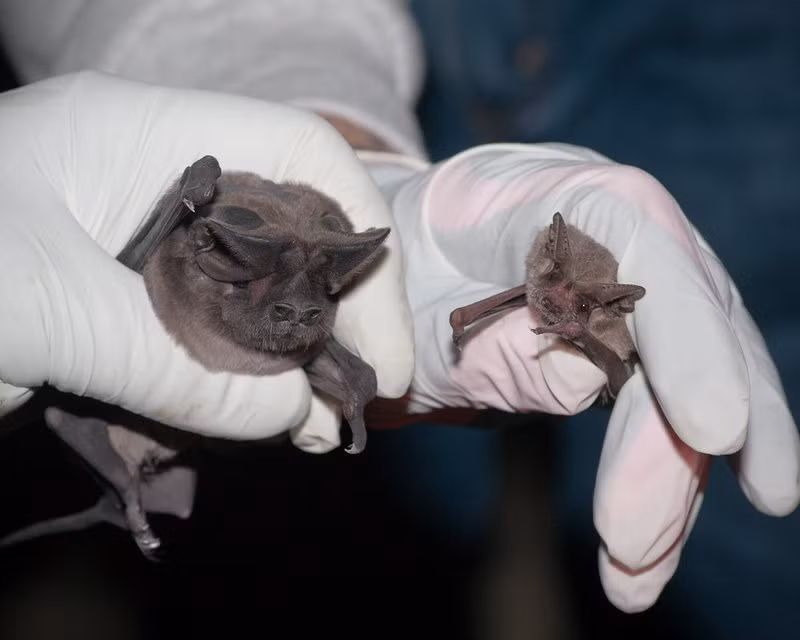 Một trong những ý tưởng phát triển vũ khí kỳ quái nhận được sự quan tâm lớn của chính phủ Mỹ khi ấy là dự án phát triển bom dơi của bác sĩ Lytle Adams.