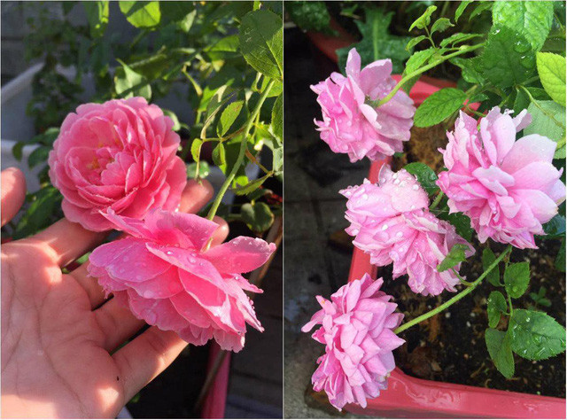 Ngôi nhà nhỏ luôn nổi bật nhất khu phố nhờ vào bàn tay khéo léo chăm bón, vun trồng từng gốc cây, từng cành hoa mỗi ngày của chị Đan Thanh.