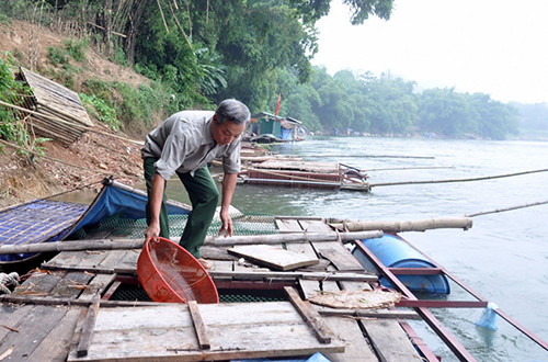 Ông Trần Văn Thân, thôn Hợp Long 2, xã Yên Nguyên (Chiêm Hóa) chăm sóc cá lồng đặc sản. Ảnh: TQĐT.